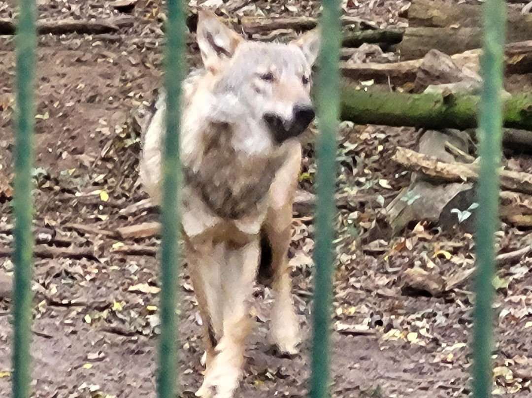 Wolfcenter Dörverden-Doerverden必去景点