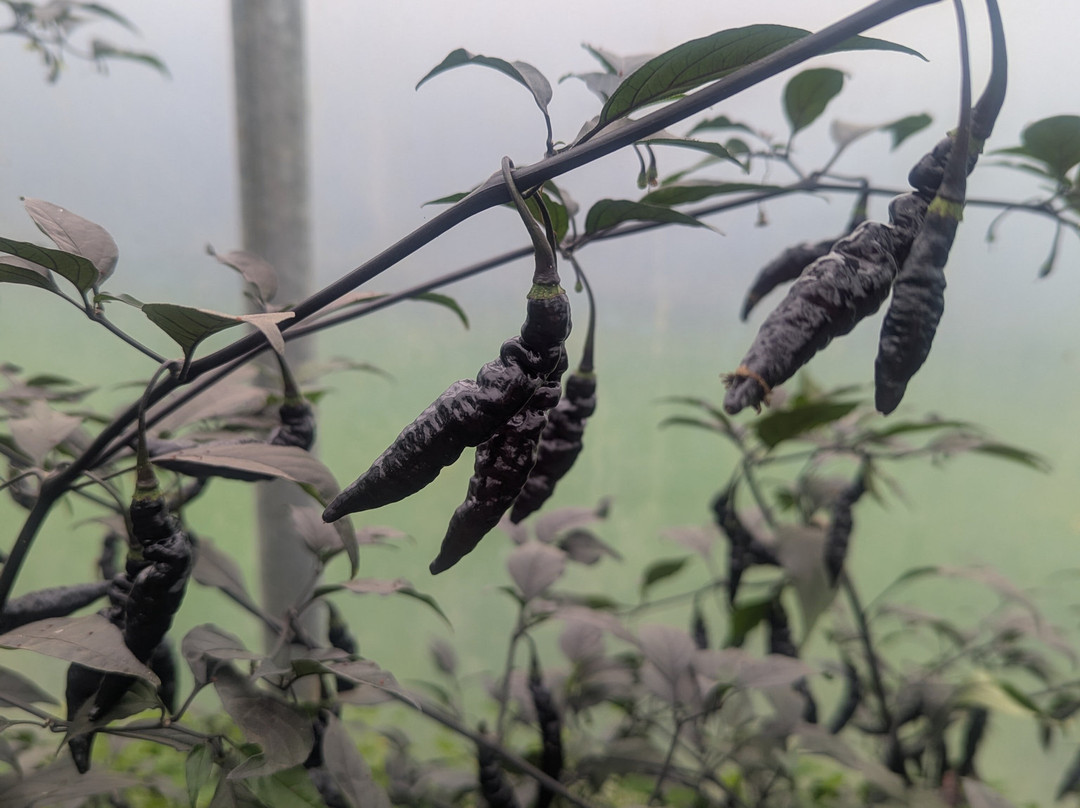 South Devon Chilli Farm-Loddiswell必去景点