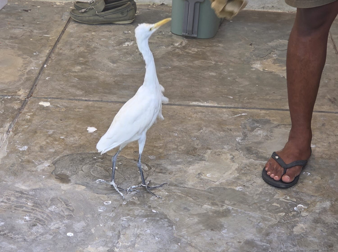 Petulu White Herons-培图鲁必去景点
