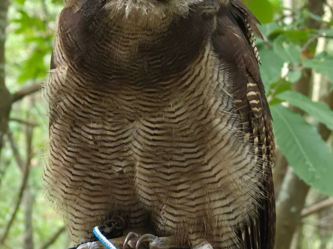 East Sussex Falconry-Herstmonceux必去景点