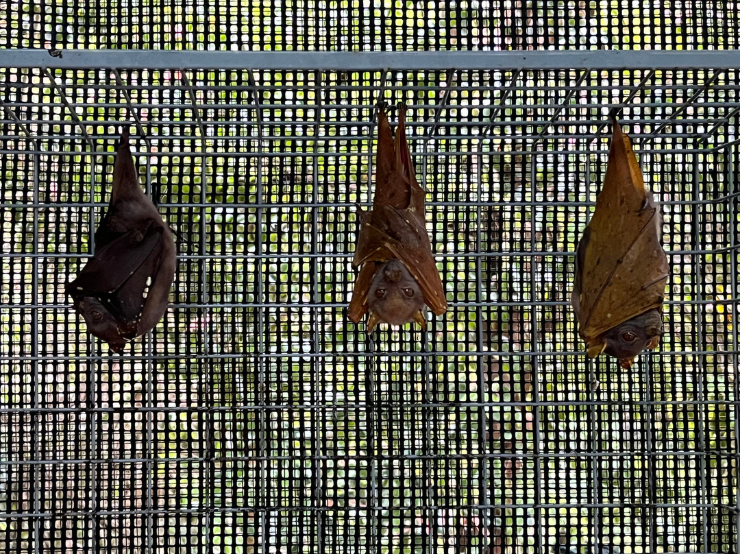 The Bat Hospital Visitor Centre- 阿瑟顿必去景点