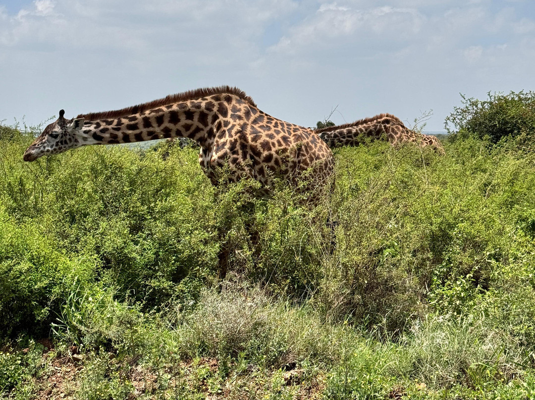 Maasai Mara Safaris-内罗毕必去景点