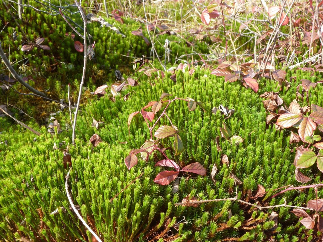 Cranesville Swamp Nature Preserve景点图片