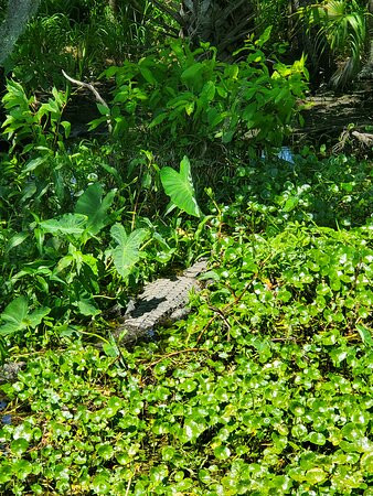 St. Johns River Tours, Inc. - Day Tours景点图片