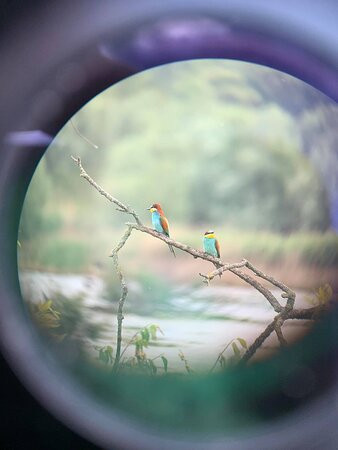 Wings of Hungary - birding and nature tours景点图片