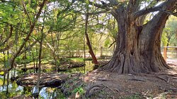 Arbol Milenario-Arroyo Seco必去景点