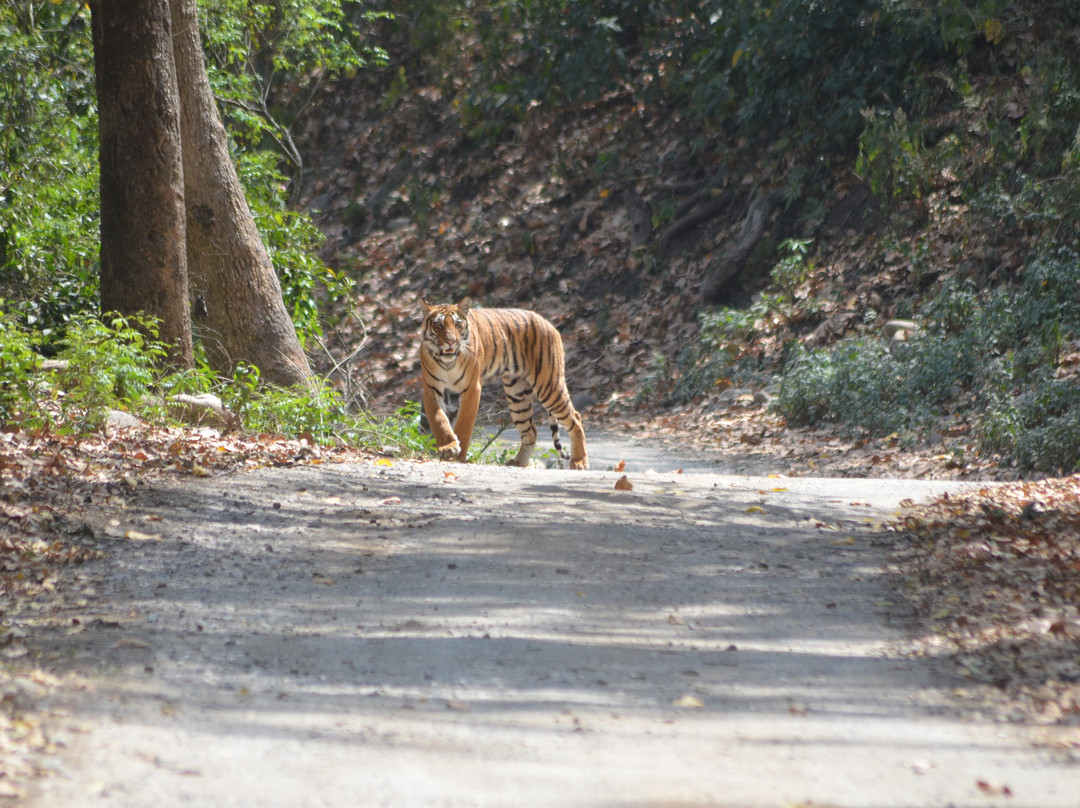 Corbett Jungle Safari景点图片
