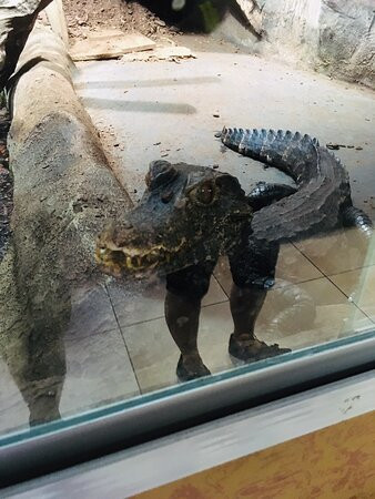 Reptilien Zoo Forchtenstein-Forchtenstein必去景点