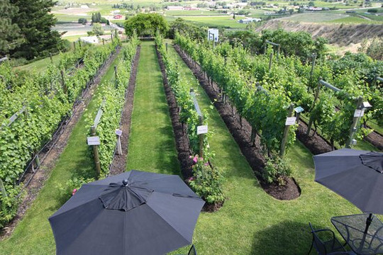 Vivid Tours-基洛纳必去景点