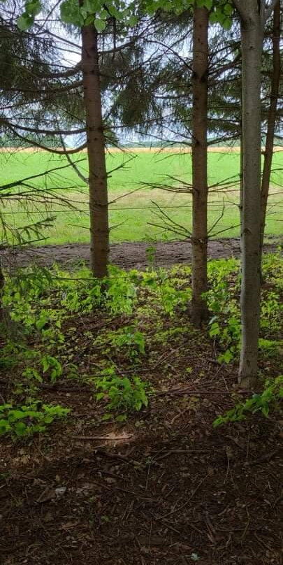 C.K. Maggs Adventures-伊劳拉必去景点