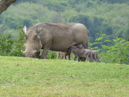 Mweya Safari Lodge主图