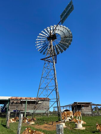 Maleny Dairies景点图片