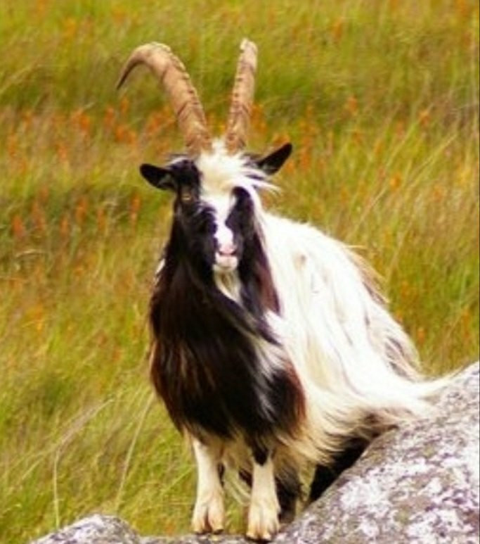 Wild Goat Park景点图片