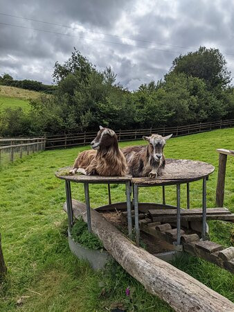 Miniature Pony Centre景点图片