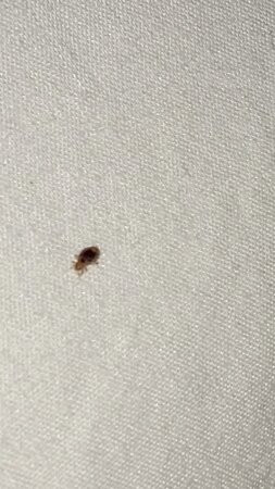 Microtel Inn & Suites by Wyndham Wilson主图