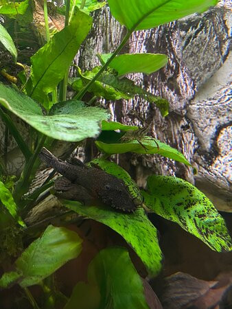 Aquarium Wasserbillig-Wasserbillig必去景点