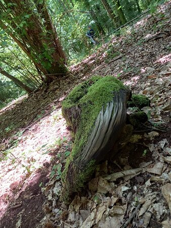 Terapia Forestale Fiuggi-菲乌吉必去景点