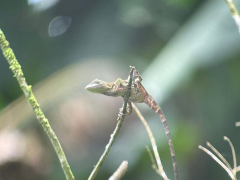Red Hill Birding-芝加哥必去景点