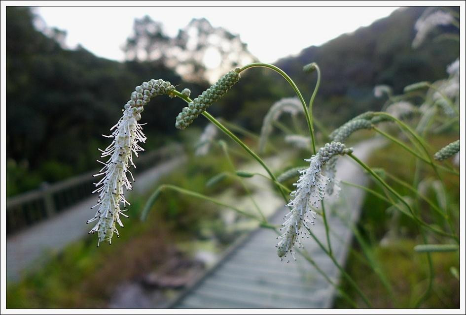 Shingu Botanic Garden