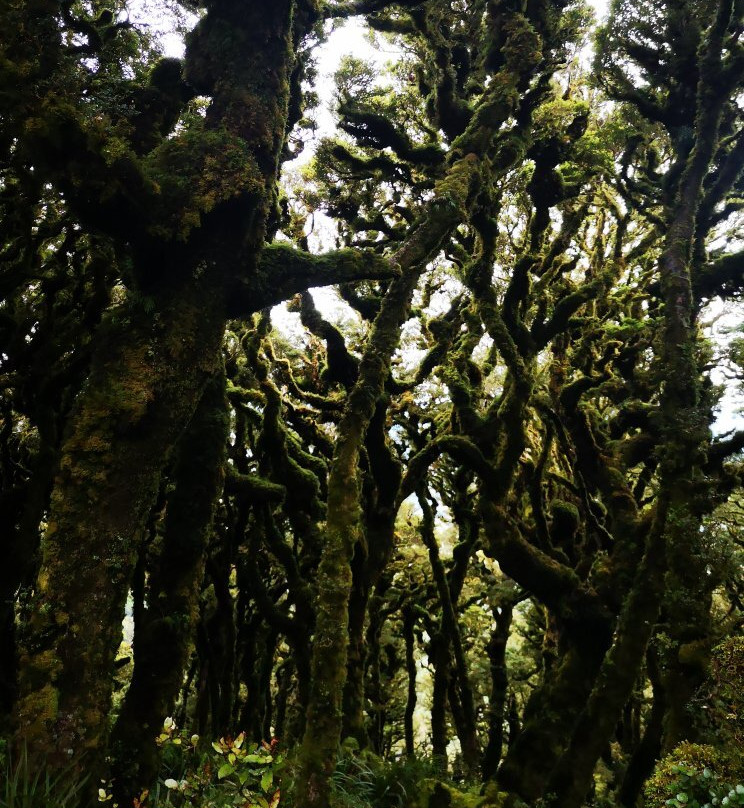 Mount Climie Track景点图片