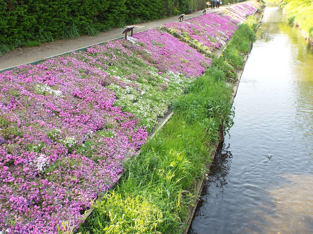 Moss Phlox of Shibuta Riverbank景点图片