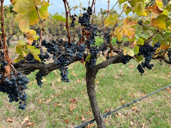 Angove McLaren Vale Cellar Door景点图片