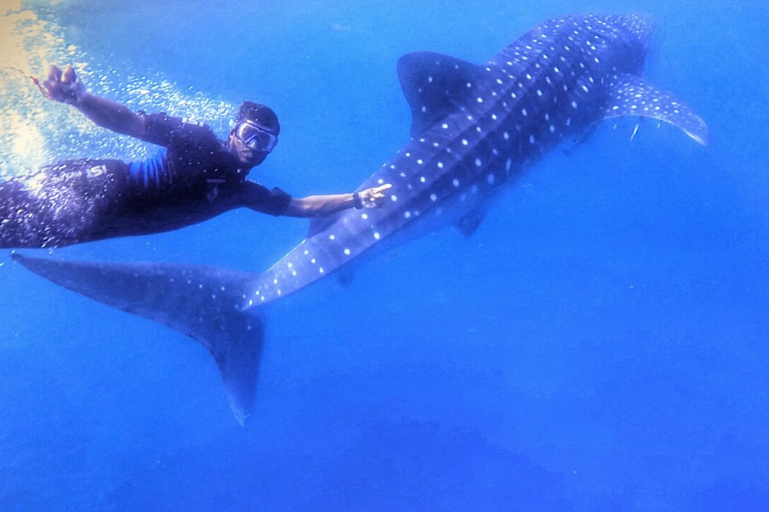 Diving Tours Mirissa景点图片
