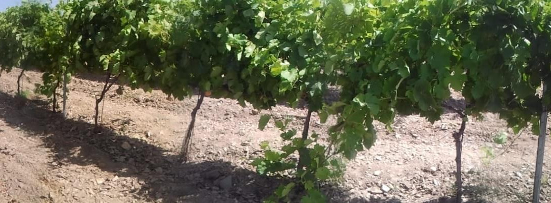 Centro Temático del Vino ALPUJARRIDE-Torvizcon必去景点