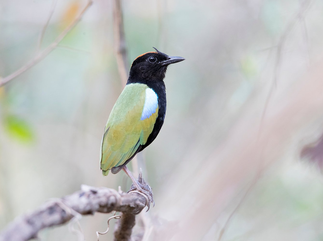 Tracks Birding & Photography Tours-达尔文市必去景点
