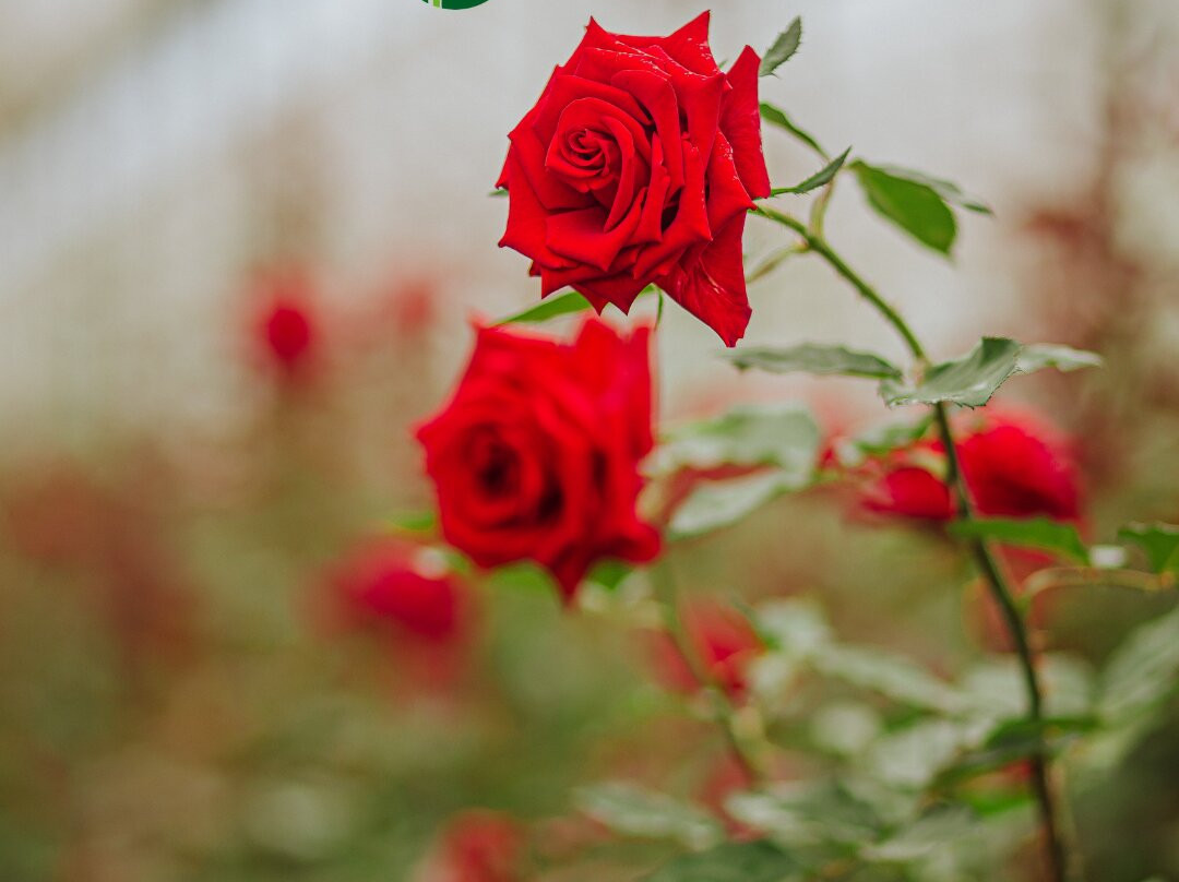 Fazenda Santo Expedito