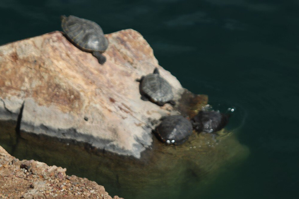 Sahuarita Lake