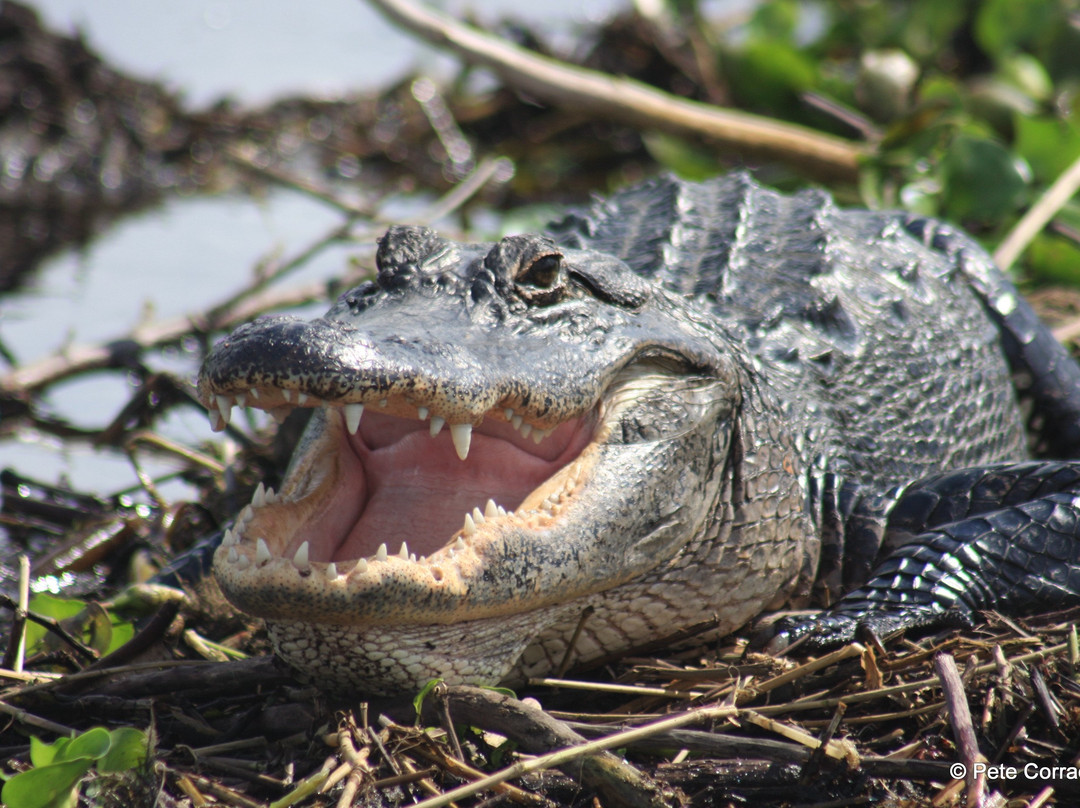 Everglades Day Safari-戴维必去景点