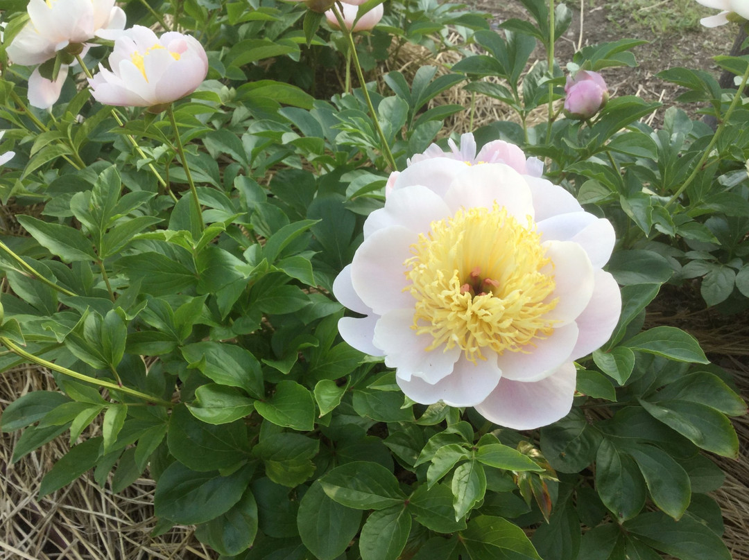 八尾市旅游景点-Kyuhojiryokuchi