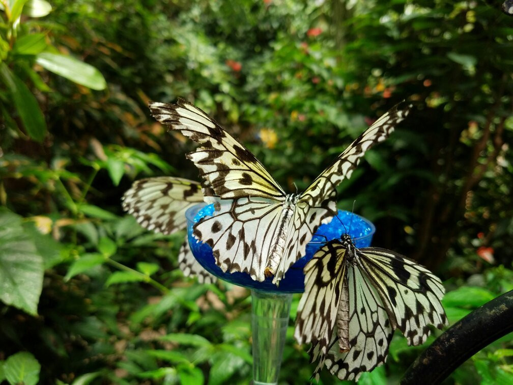 Magic Wings Butterfly Conservatory and Gardens景点图片