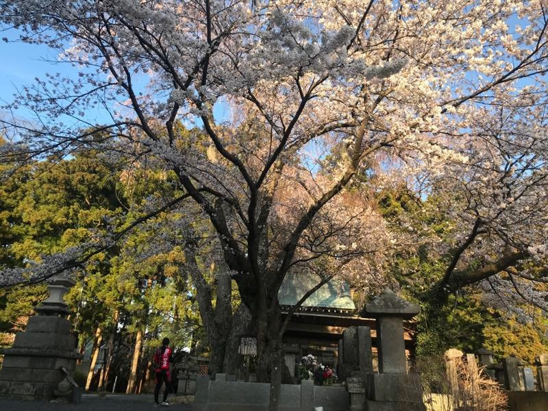 Myotokuji Temple景点图片
