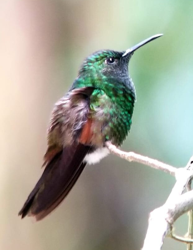 Guides of Monteverde-蒙特沃德必去景点