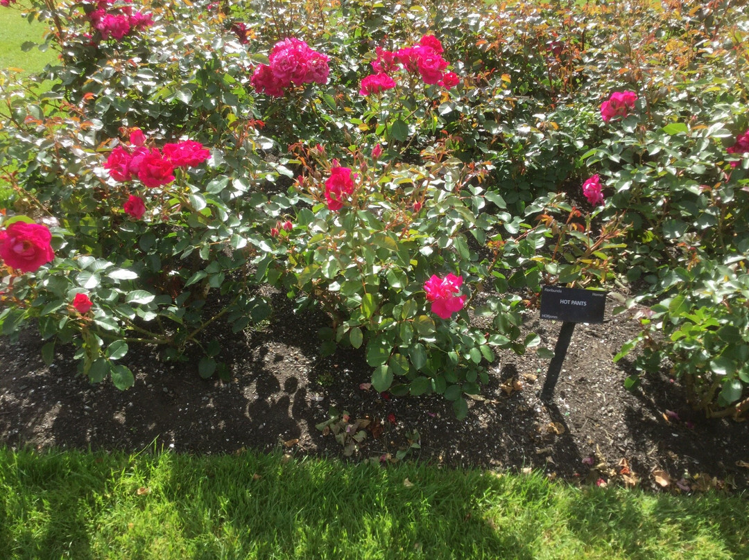 Lady Norwood Rose Garden景点图片