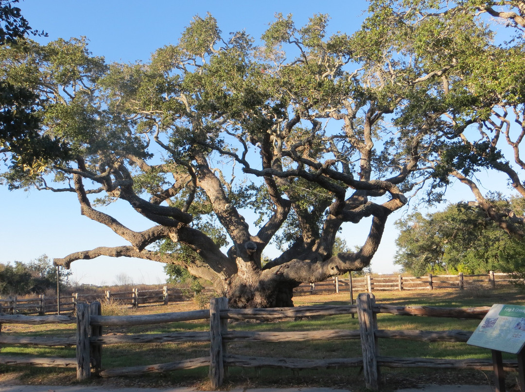 The Big Tree-罗克波特必去景点