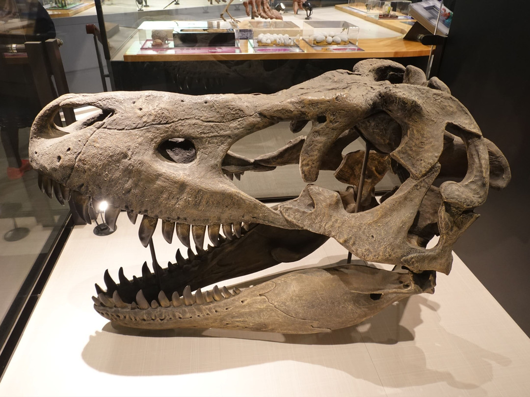 Toyohashi Museum of Natural History-丰桥市必去景点