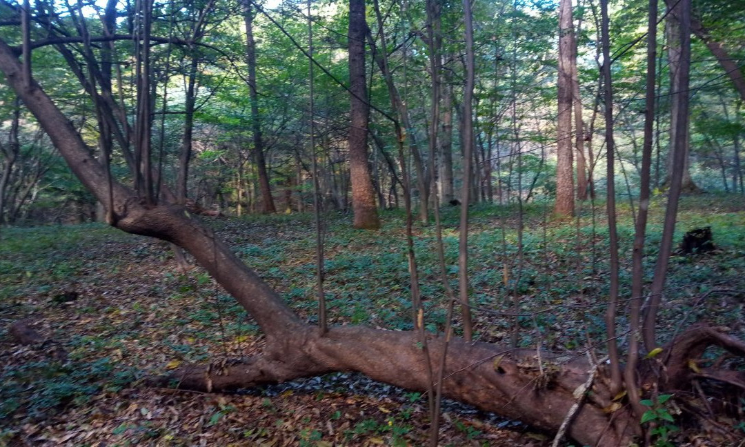 Akagi Nature Park景点图片