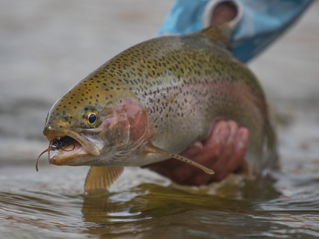 RIGS Fly Shop & Guide Service-Ridgway必去景点