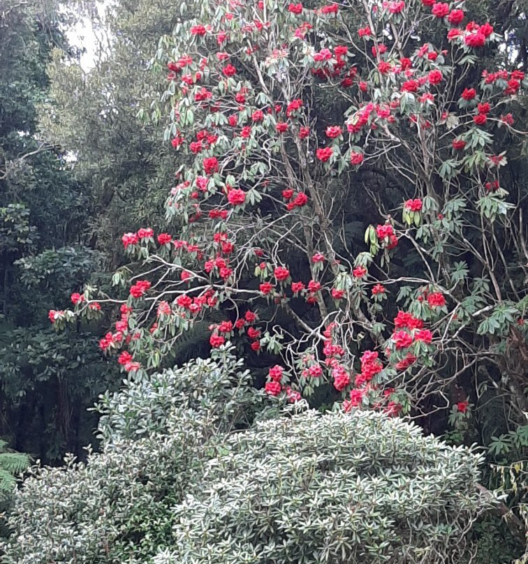 Pukeiti景点图片