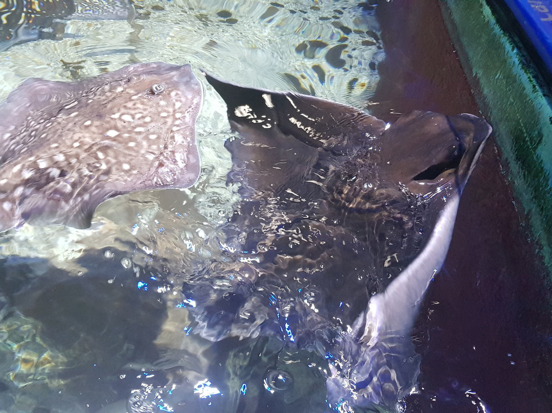 SEA LIFE Benalmadena景点图片