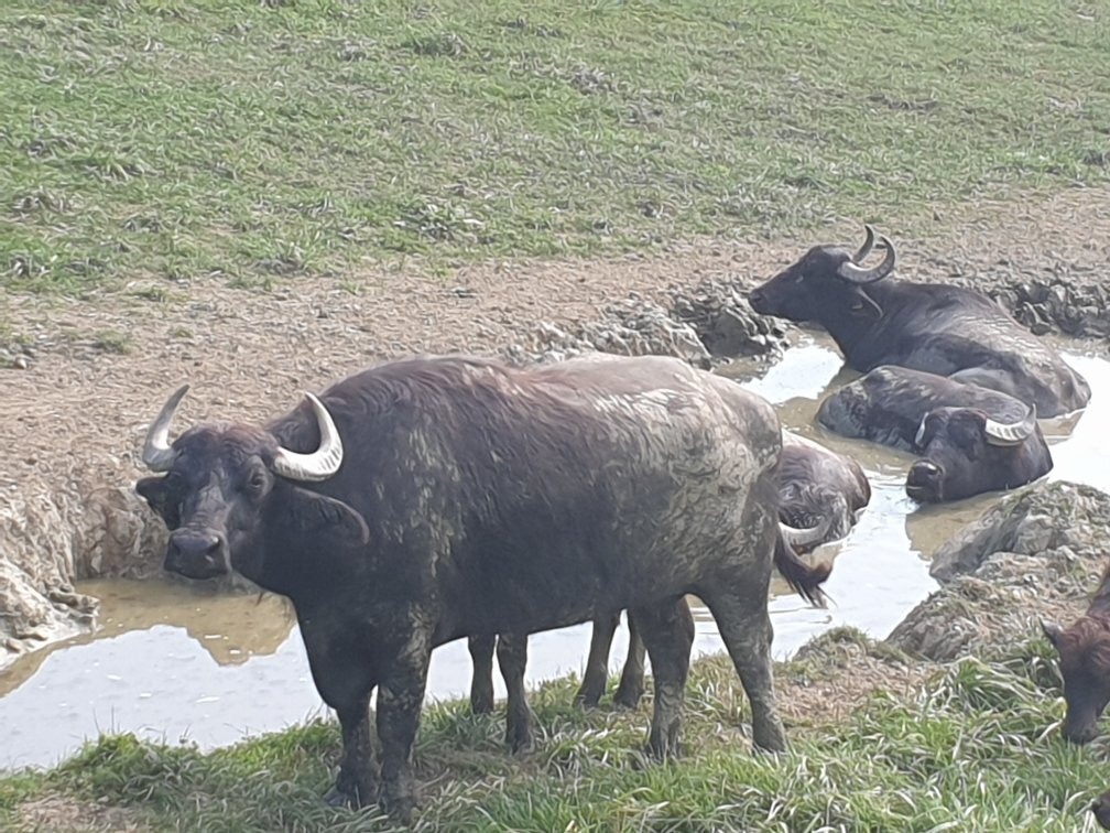 Weingut Gasthof Mahorko主图