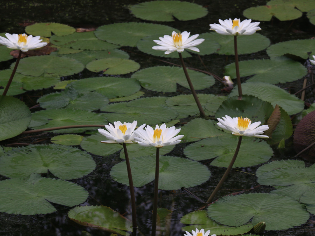 The Fern Sattva Resort, Polo Forest主图