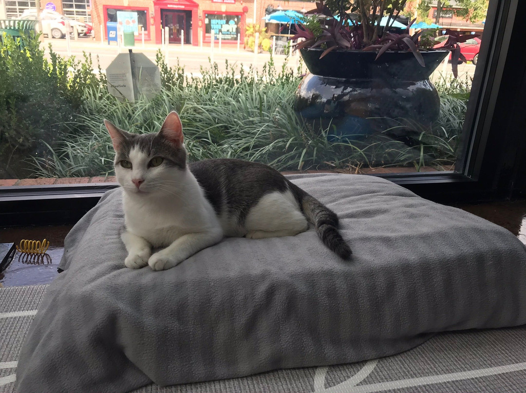 Cat Tales Cat Cafe-教堂山必去景点