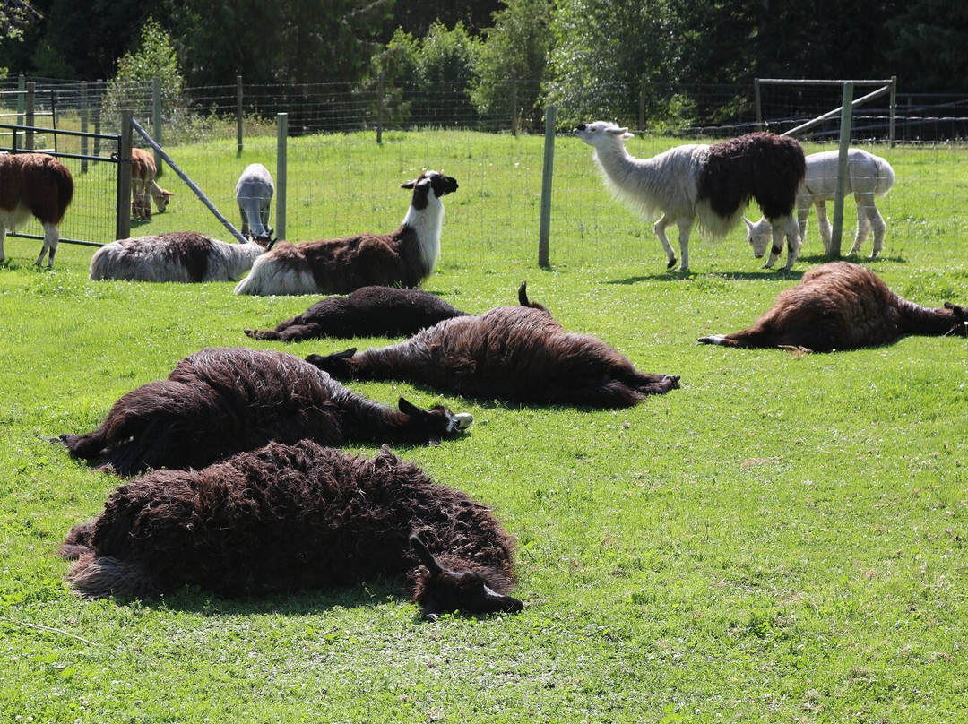 The Llama Sanctuary-Tappen必去景点