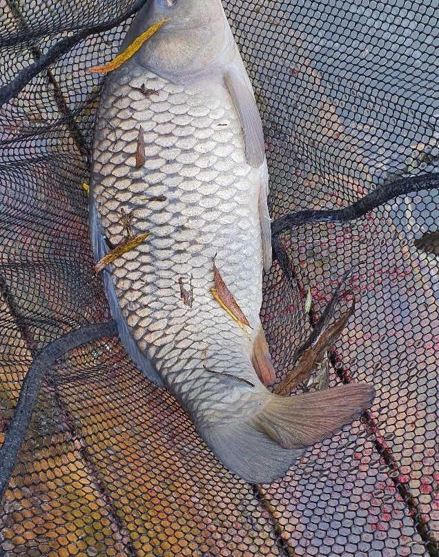 Pigeon Cottage主图