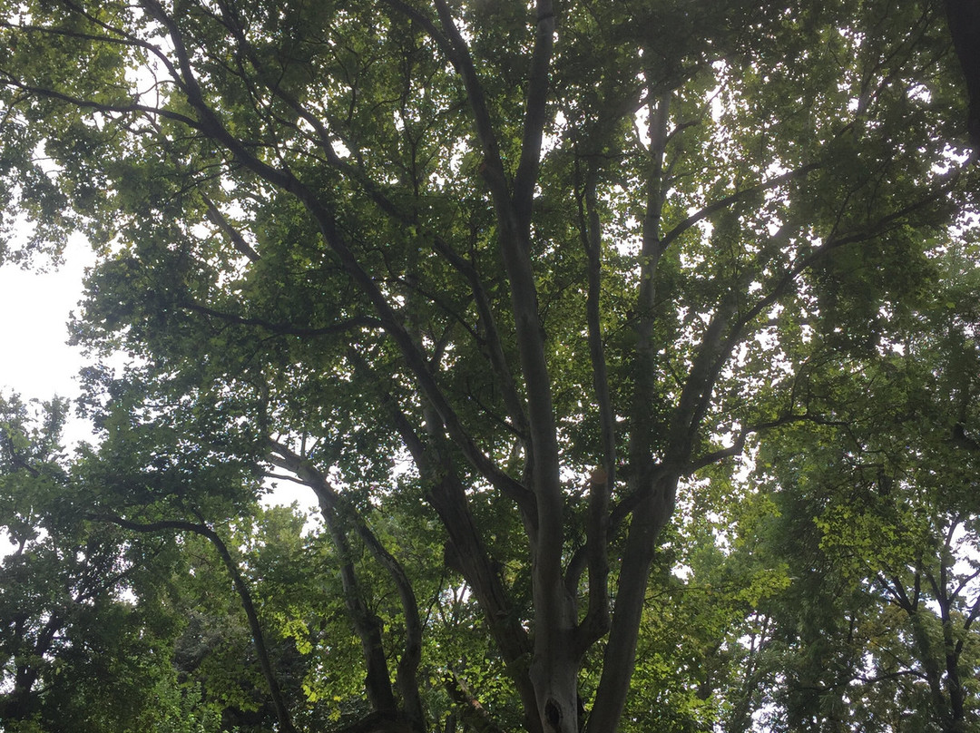Parc Dendrologic景点图片