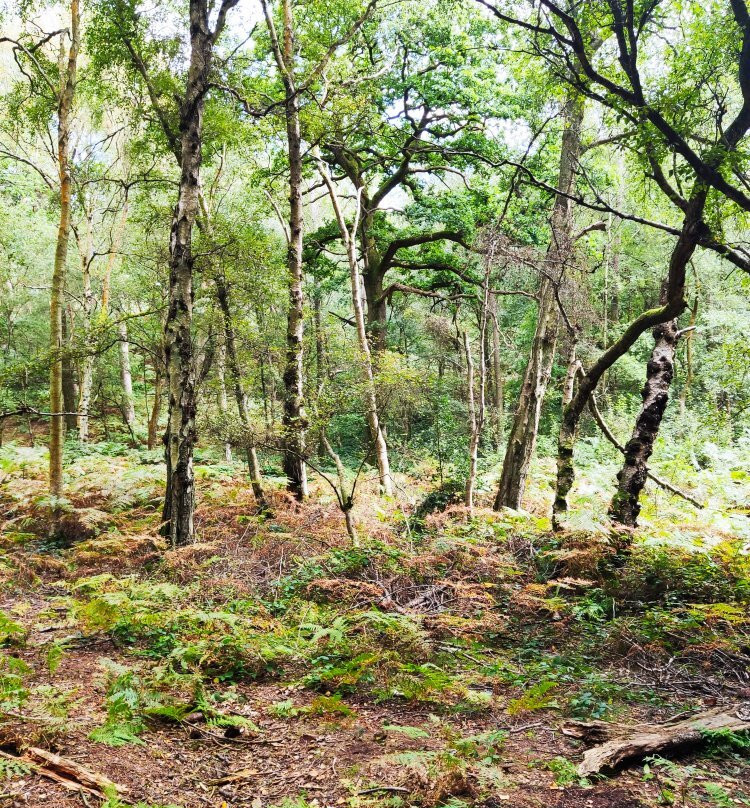 Rushmere Country Park景点图片